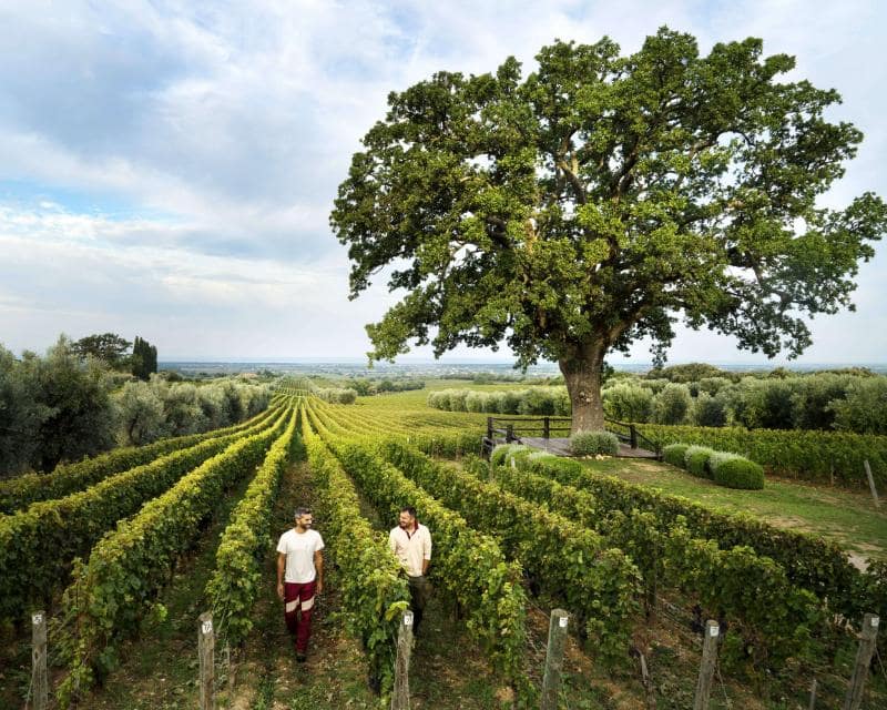 Bolgheri